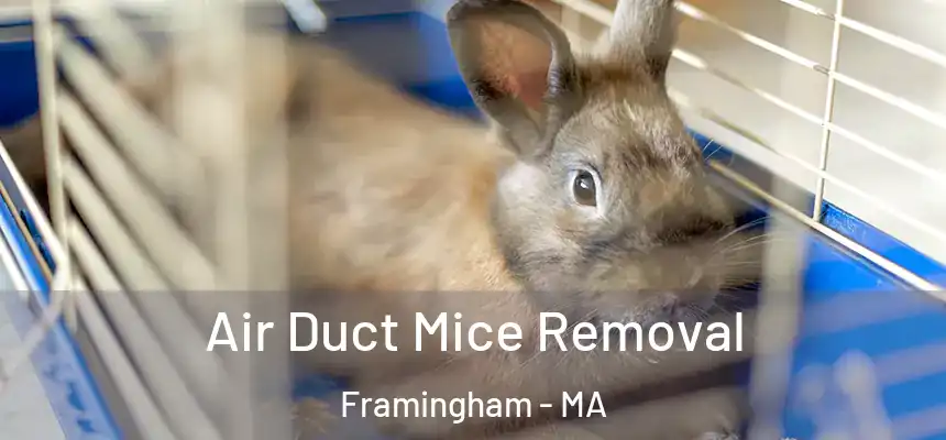 Air Duct Mice Removal Framingham - MA